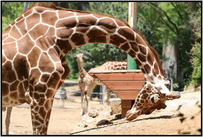 animal: giraffe : s-IMG_3101.jpg