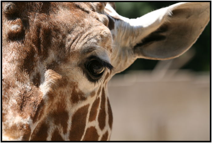 animal: giraffe : s-IMG_3153.jpg