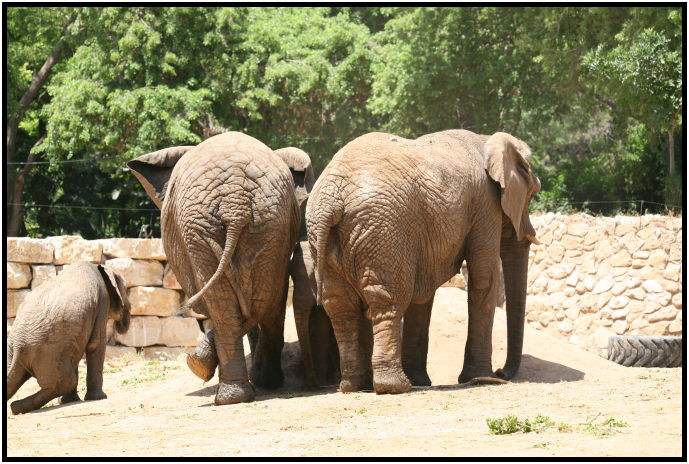 animal: elephant : s-IMG_3167.jpg