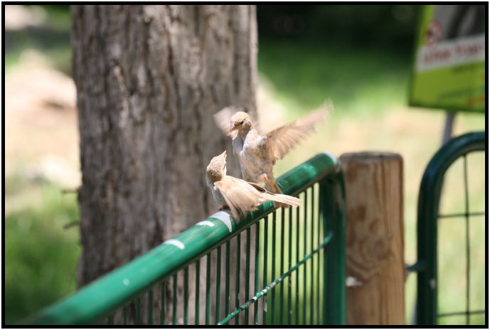place: Israel: Tel Aviv: Tel Aviv Safari : s-IMG_3183.jpg