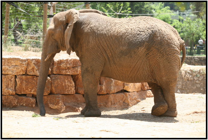 animal: elephant : s-IMG_3189.jpg