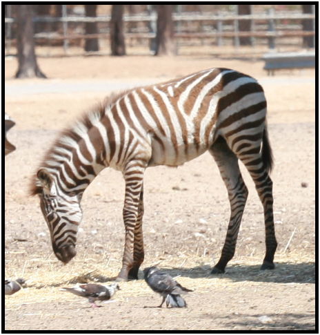 place: Israel: Tel Aviv: Tel Aviv Safari : s-IMG_3295.jpg