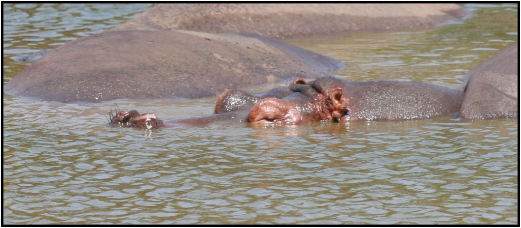 animal: hippopotamus : s-IMG_3315-1.jpg