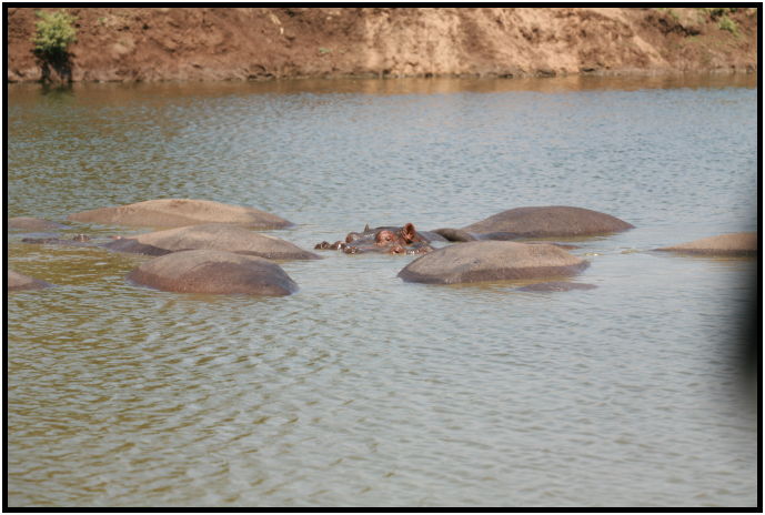 animal: hippopotamus : s-IMG_3319.jpg