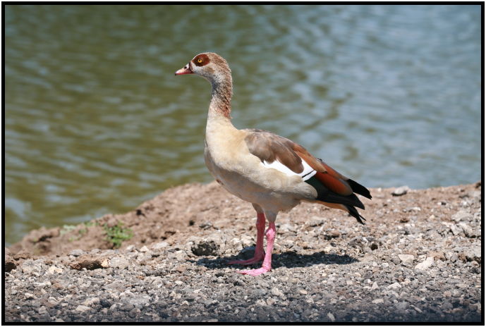 bird: duck : s-IMG_3326.jpg