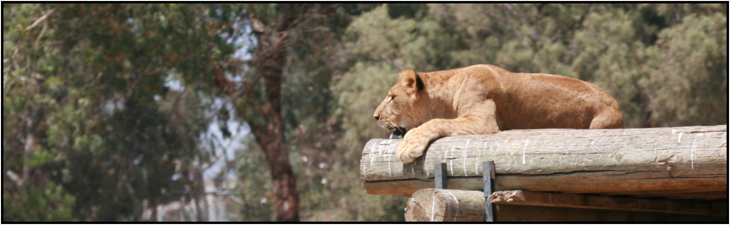 place: Israel: Tel Aviv: Tel Aviv Safari : s-IMG_3346.jpg