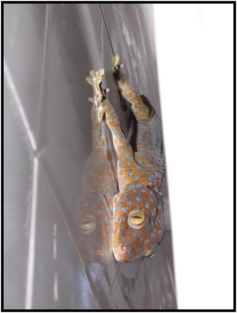 place: Thailand: Koh Phangan : s-IMG_0221.jpg