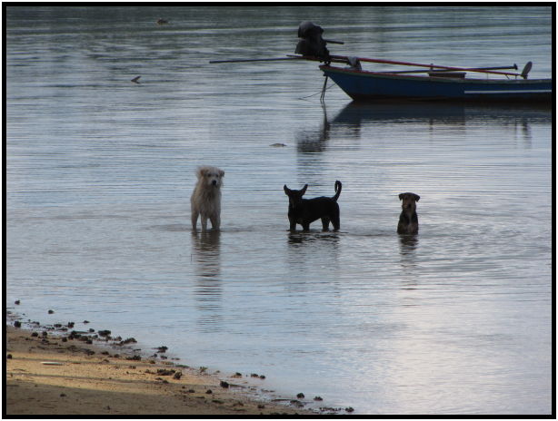 place: Thailand: Koh Phangan : s-IMG_0410.jpg