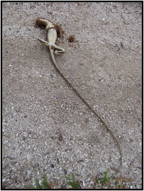 place: Thailand: Koh Phangan : s-IMG_0690.jpg