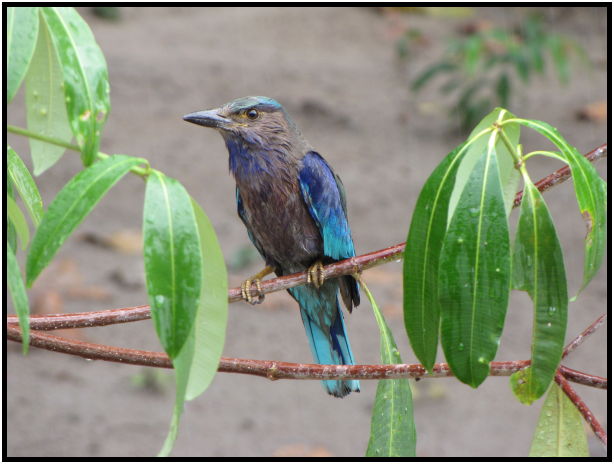 place: Thailand: Koh Phangan : s-IMG_0259.jpg