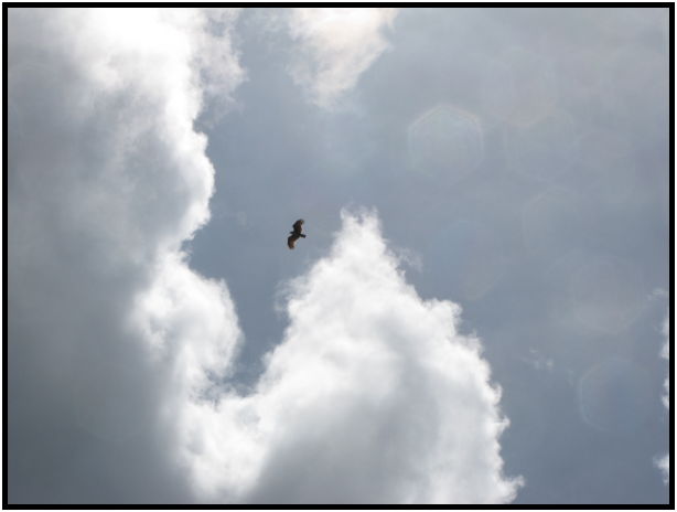 bird: eagle : s-IMG_0581.jpg