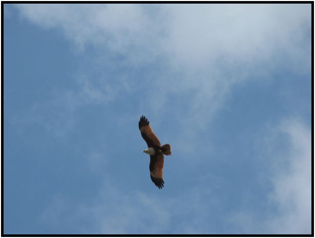 bird: eagle : s-IMG_0589.jpg