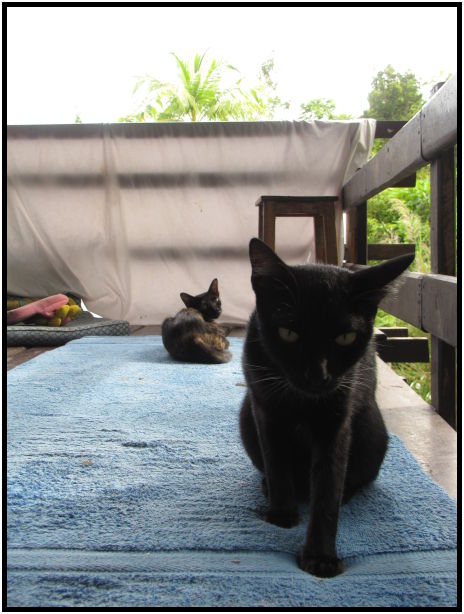 animal: cat : s-IMG_1050.jpg