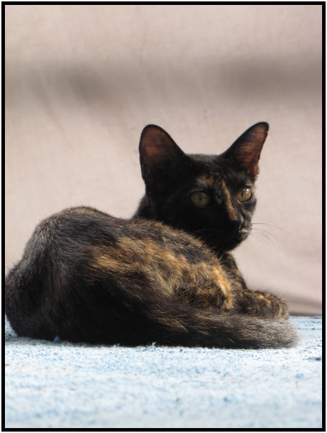 animal: cat : s-IMG_1052.jpg