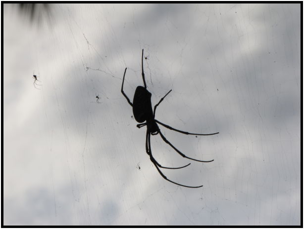 place: Thailand: Koh Phangan : s-IMG_0463.jpg