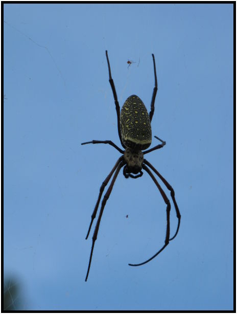 place: Thailand: Koh Phangan : s-IMG_0464.jpg