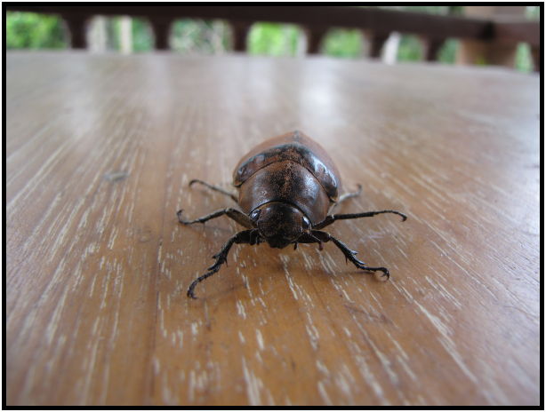 place: Thailand: Koh Phangan : s-IMG_0486.jpg