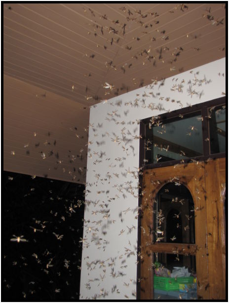 insect: unknown insect : s-IMG_0750.jpg