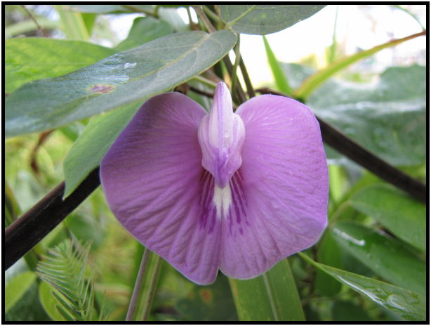 place: Thailand: Koh Phangan : s-IMG_0330.jpg