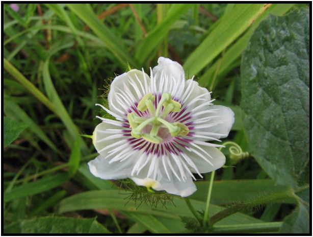 place: Thailand: Koh Phangan : s-IMG_0331.jpg