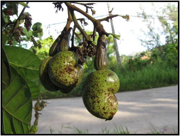 flora: nuts: cashew : s-IMG_0338.jpg