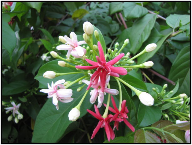 place: Thailand: Koh Phangan : s-IMG_0354.jpg