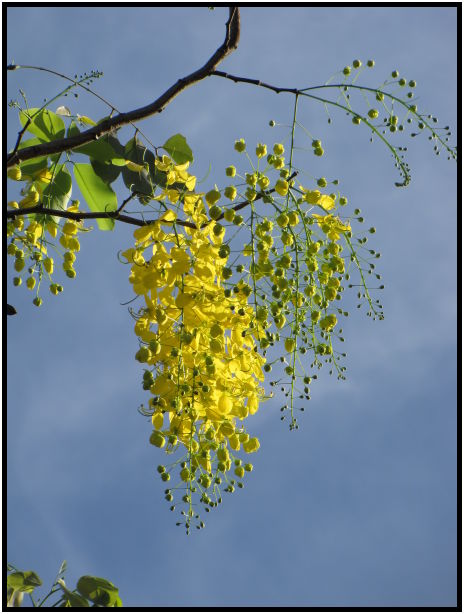 flora: tree: unknown tree : s-IMG_0381.jpg