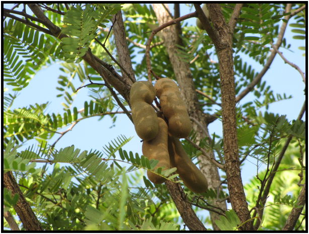 place: Thailand: Koh Phangan : s-IMG_0385.jpg