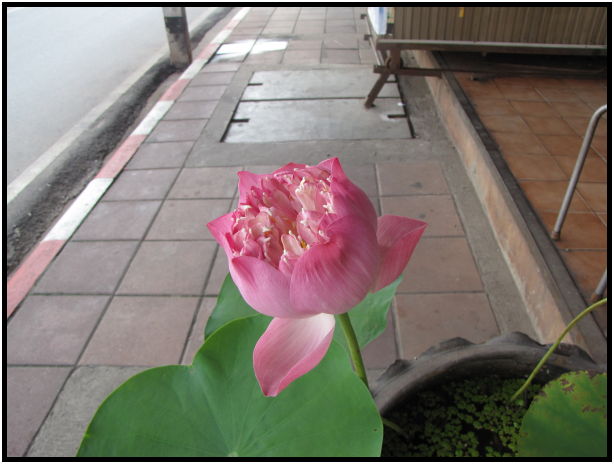 flora: flower: lotus : s-IMG_0598.jpg