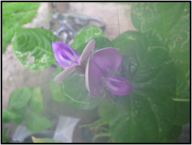 place: Thailand: Koh Phangan : s-IMG_0741.jpg