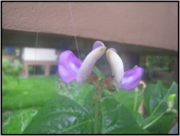 flora: flower: bean flower : s-IMG_0743.jpg