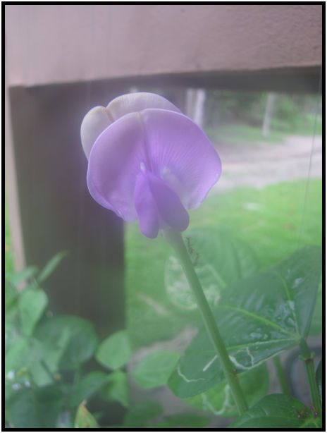 place: Thailand: Koh Phangan : s-IMG_0745.jpg