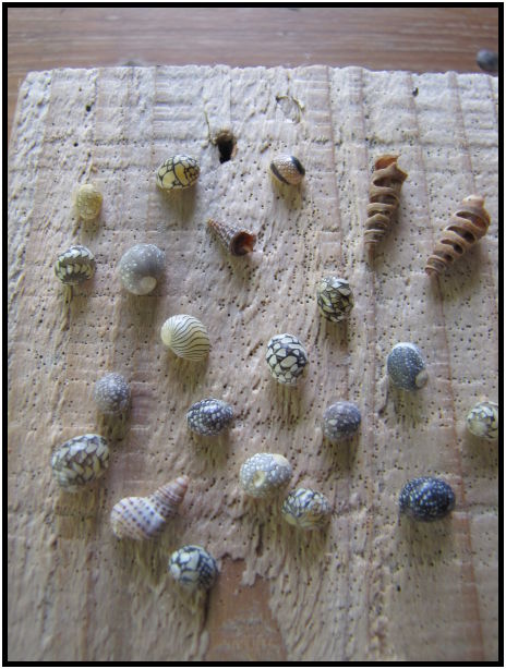 place: Thailand: Koh Phangan : s-IMG_0807.jpg