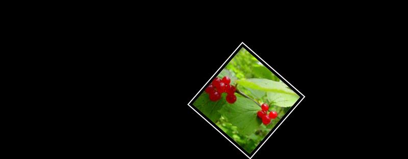 high bush cranberry
