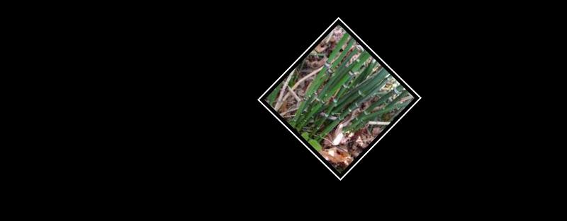 horsetail