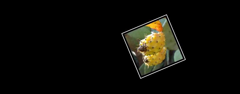 prickly pear cactus fruit